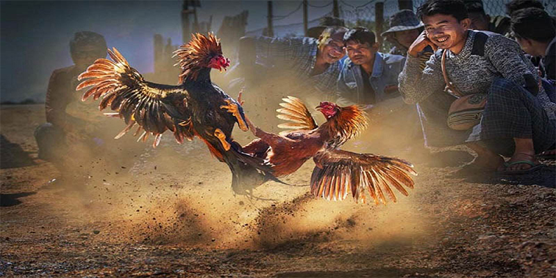 123bb chơi bắn cá đổi thưởng