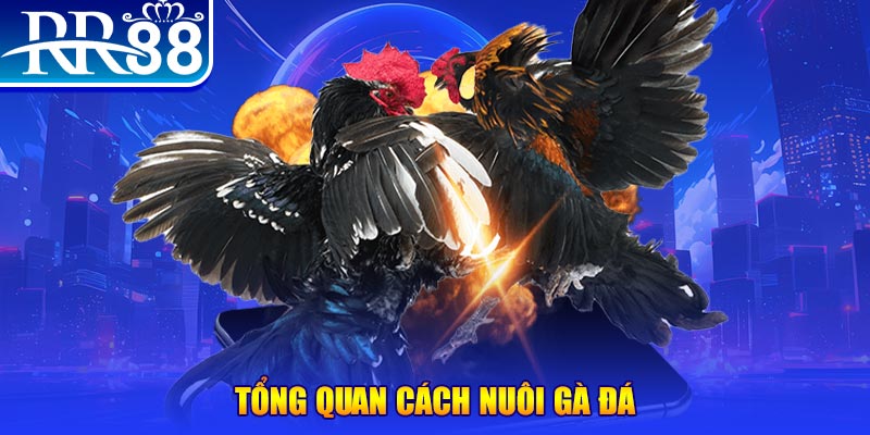 123bb VA Điện Tử