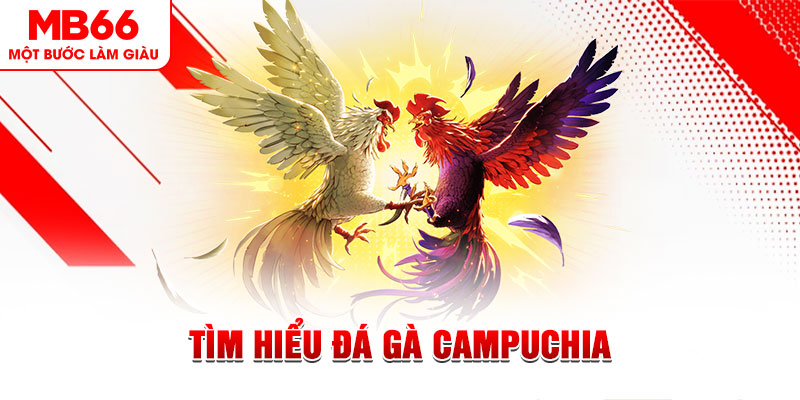 123bb đá gà trực tiếp