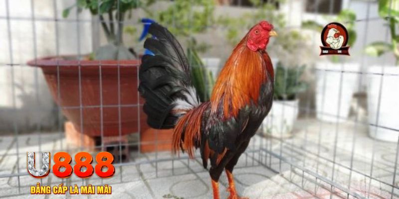 123bb casino máy tính